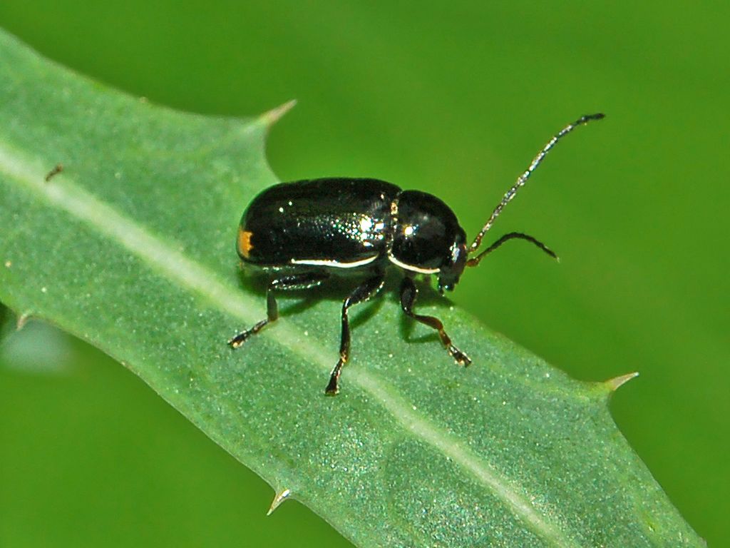 Cryptocephalus renatae